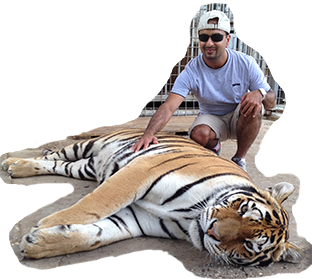 impee vs tiger
